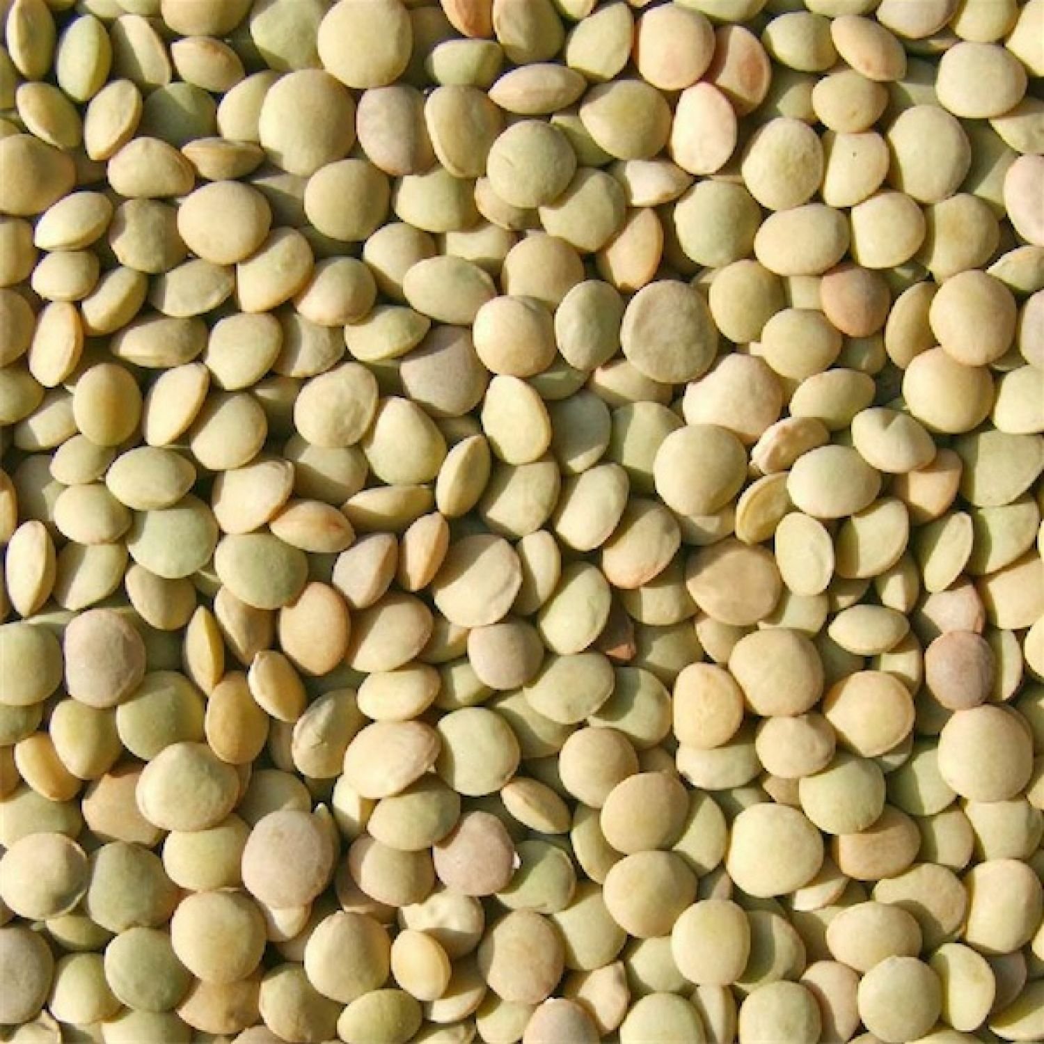 BEANS LENTIL PEAS (45KG/BAG) Americas Marketing Company Limited